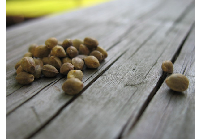 Особенности внешнего вида семян конопли