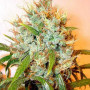 Семена конопли Auto Kali Mist Feminised Gold от Error Seeds - Smartshop-smartshop.ua®