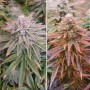 Cannabis seed variety KEROSENE KRASH®