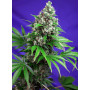 Cannabis seed variety KILLER KUSH F1 FAST VERSION®