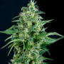 Cannabis seed variety Auto KRYPTONITE