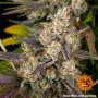 Cannabis seeds KUSH MINTZ from Barney's Farm at Smartshop-smartshop.ua®