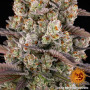 Cannabis seeds KUSH MINTZ from Barney's Farm at Smartshop-smartshop.ua®