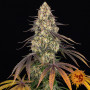 Cannabis seeds KUSH MINTZ from Barney's Farm at Smartshop-smartshop.ua®