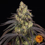 Cannabis seeds KUSH MINTZ from Barney's Farm at Smartshop-smartshop.ua®