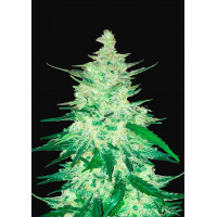 CBD Auto 1:1 (CBD CRACK)
