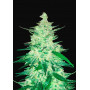 Cannabis seed variety CBD Auto 1:1 (CBD CRACK)