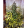 Cannabis seeds VANILLA KUSH from Barney's Farm at Smartshop-smartshop.ua®