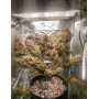 Семена конопли Auto Kabul от Divine Seeds - Smartshop-smartshop.ua®