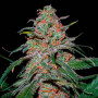 Семена конопли Lemon Skunk Feminised Gold от Error Seeds - Smartshop-smartshop.ua®