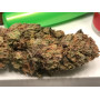 Семена конопли Lemon Skunk Feminised Gold от Error Seeds - Smartshop-smartshop.ua®