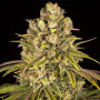 Насіння конопель Lemon Tree Feminised Silver від Error Seeds - Smartshop-smartshop.ua®