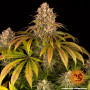 Cannabis seeds LEMON TREE from Barney's Farm at Smartshop-smartshop.ua®