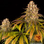 Cannabis seeds LEMON TREE from Barney's Farm at Smartshop-smartshop.ua®