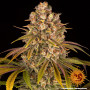 Cannabis seeds LEMON TREE from Barney's Farm at Smartshop-smartshop.ua®