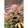Семена конопли Auto Lemon Zkittlez от Marley Seedbank - Smartshop-smartshop.ua®