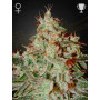 Семена конопли Lemon Skunk Feminised Gold от Error Seeds - Smartshop-smartshop.ua®