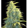 Cannabis seed variety Auto LENNON