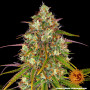 Cannabis seeds LIBERTY HAZE from Barney's Farm at Smartshop-smartshop.ua®