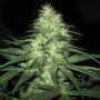 Семена конопли Auto Lowryder2 Silver regular от Error Seeds - Smartshop-smartshop.ua®