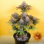 Cannabis seeds LSD AUTO from Barney's Farm at Smartshop-smartshop.ua®