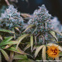 Cannabis seeds LSD AUTO from Barney's Farm at Smartshop-smartshop.ua®