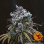 Cannabis seeds LSD AUTO from Barney's Farm at Smartshop-smartshop.ua®