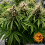 Cannabis seeds LSD AUTO from Barney's Farm at Smartshop-smartshop.ua®