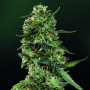 Семена конопли LSD Feminised Gold от Error Seeds - Smartshop-smartshop.ua®