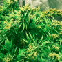 Семена конопли LSD Feminised Gold от Error Seeds - Smartshop-smartshop.ua®