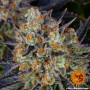 Cannabis seeds LSD from Barney's Farm at Smartshop-smartshop.ua®