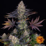 Cannabis seeds LSD from Barney's Farm at Smartshop-smartshop.ua®