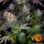 Cannabis seeds LSD from Barney's Farm at Smartshop-smartshop.ua®