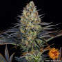 Cannabis seeds LSD from Barney's Farm at Smartshop-smartshop.ua®