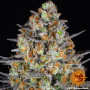 Cannabis seeds LSD from Barney's Farm at Smartshop-smartshop.ua®