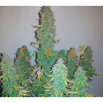 Auto Big Bud XXL Feminised