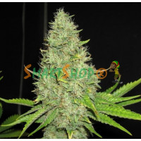 Auto Jack Herer Feminised