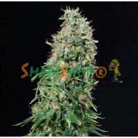 Auto White Russian Feminised