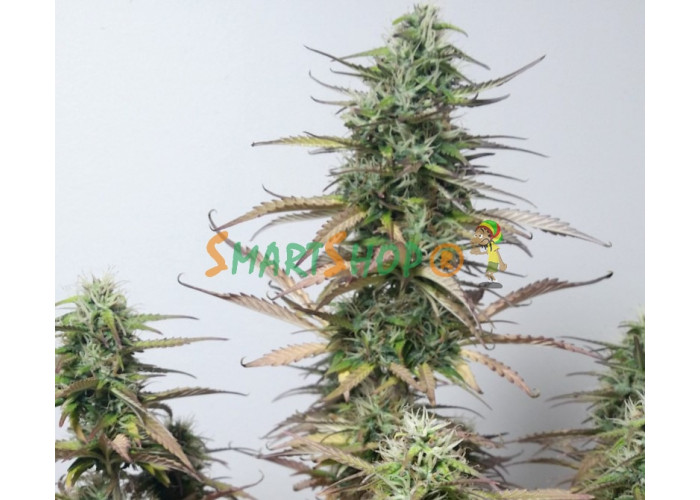 Cannabis seeds Auto White Touch feminised