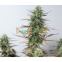 Cannabis seeds Auto White Touch feminised