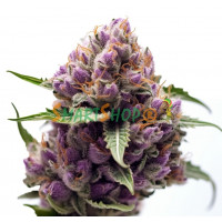 Purple Kush feminised