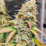 Насіння конопель Meringue Feminised Silver від Error Seeds - Smartshop-smartshop.ua®