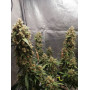 Сорт семян каннабиса Original AUTO OG KUSH