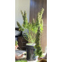 Сорт семян каннабиса Original AUTO NORTHERN LIGHTS