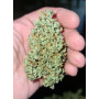 Сорт семян каннабиса Original AUTO OG KUSH