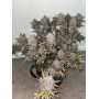 Сорт семян каннабиса Original AUTO BIG BUD