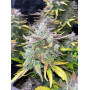 Cannabis seed variety CBD Auto 1:1 (CBD CRACK)