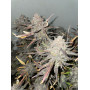 Сорт семян каннабиса Original AUTO BIG BUD