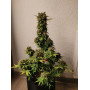 Сорт семян каннабиса Original AUTO WHITE WIDOW