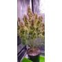 Сорт семян каннабиса Original AUTO NORTHERN LIGHTS